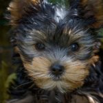 imagen destacada del post sobre cuidados básicos para cachorros de perro