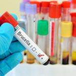 imagen destacada post Prevención de la brucelosis bovina