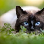 las razas de gato más resistentes