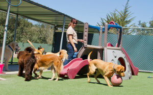 desinfección de albergues de animales