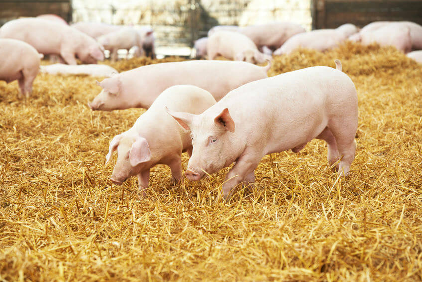 bioseguridad en granjas porcinas