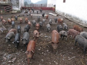 bioseguridad en granjas porcinas | zotal patrocina el VII foro ANVEPI