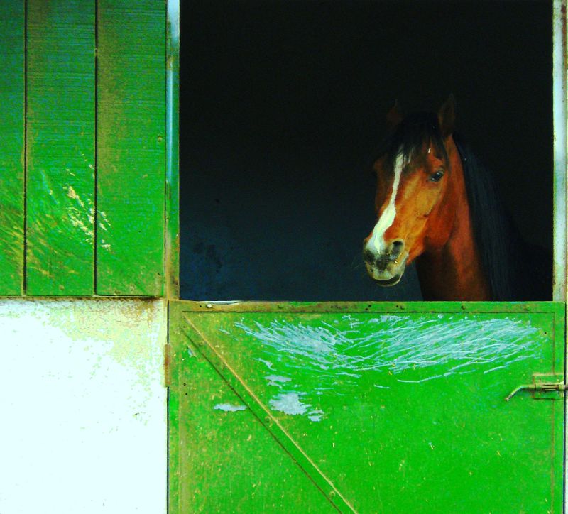 Limpieza cuadra caballos