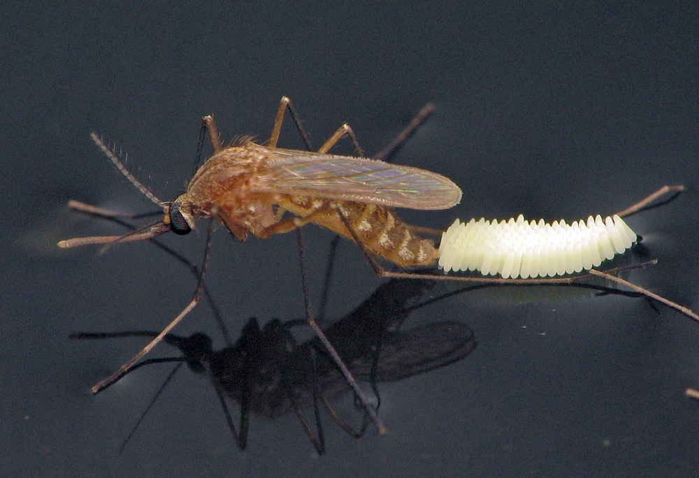 Mosquito fiebre del Nilo Occidental