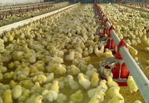 Granja Fernando de la Rosa