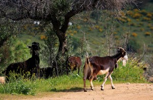 tuberculosis caprina: bioseguridad ganadera