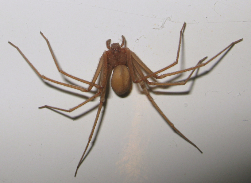 Araña