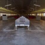 nave ganaderia