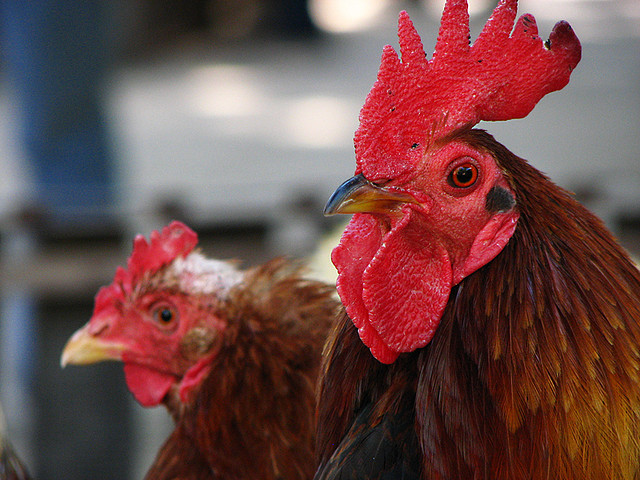 Gallo y gallina