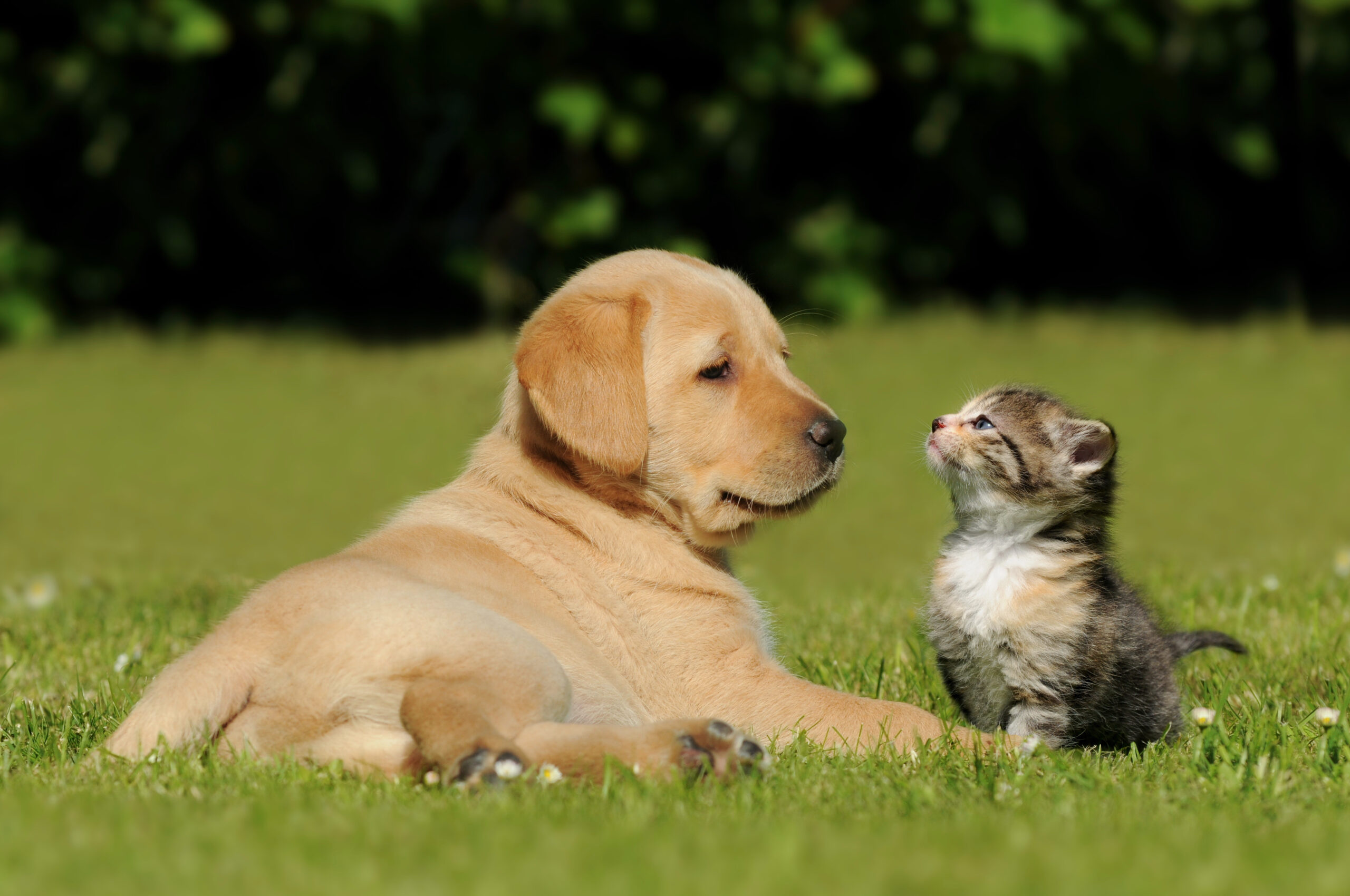 Perro y Gato