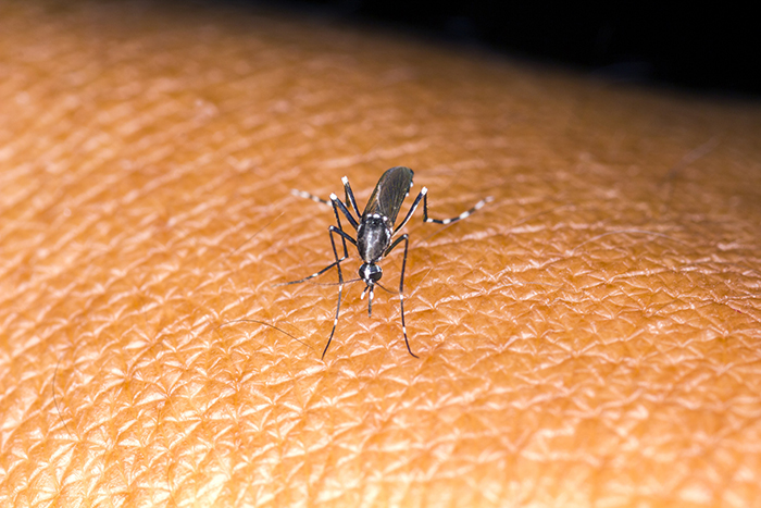 Mosquito