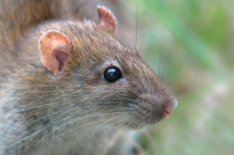 Ratón