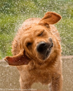 Perro