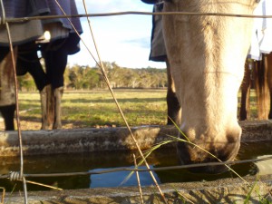 Caballos bebiendo