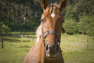 Moscas en caballo