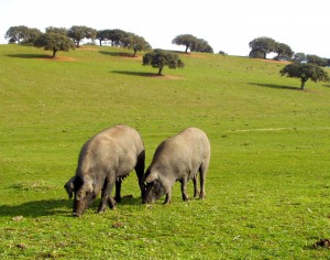 cerdo ibérico