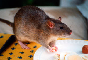 Rata