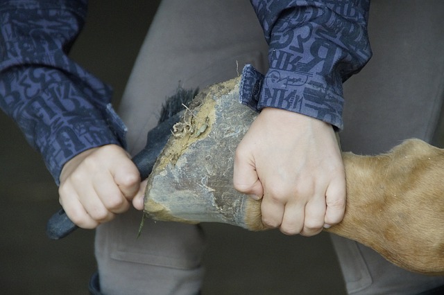 Cuidado de las pezuñas para evitar el Pedero