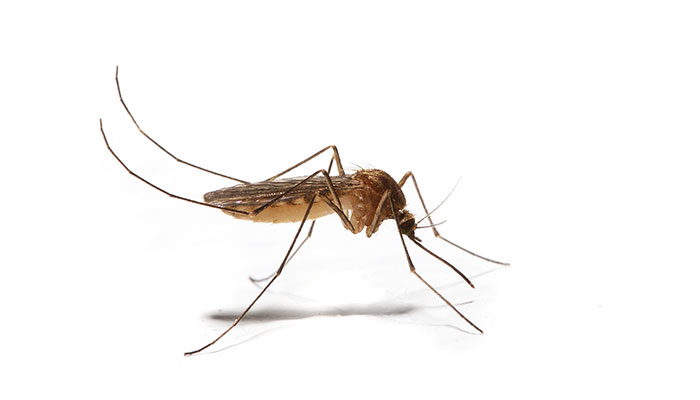 Imagen de mosquito. Cómo evitar las picaduras de los mosquitos