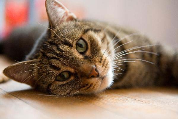 Imagen de cómo evitar que los parásitos ataquen a tu gato