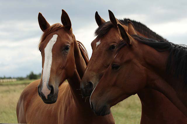 Aprende a limpiar los caballos de tu granja