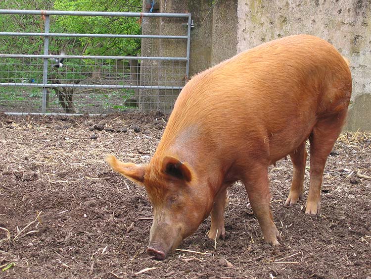 Prevención de la sarna porcina en tu granja