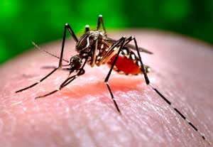 Cómo aliviar picaduras de mosquitos