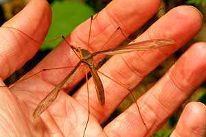 Mosquito Tupulidae