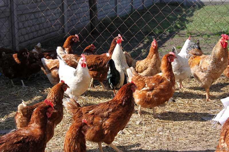 Prevención de parásitos externos en explotaciones domésticas de aves