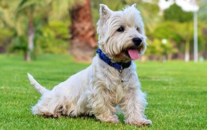 West Terrier