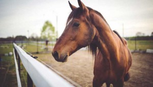 Cuidar caballos en invierno