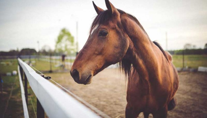 Cómo cuidar caballos en invierno | Zotal