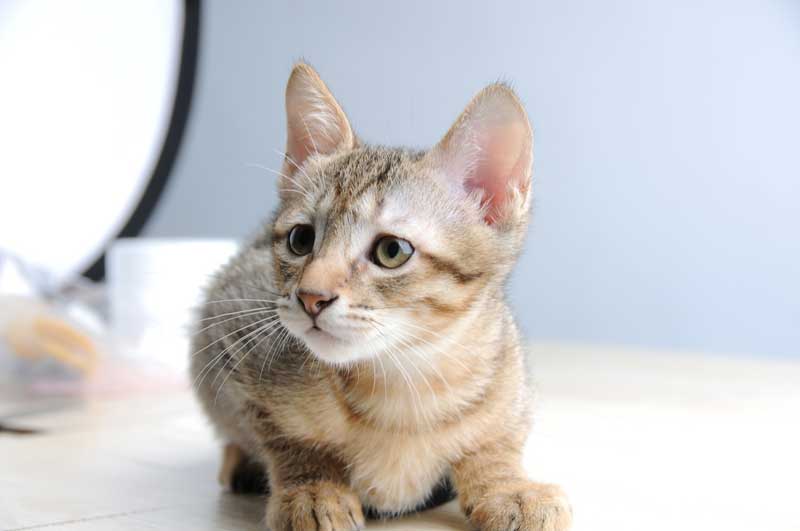 Desparasitar gatos y prevenir plagas en mascotas