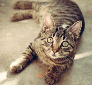 Desparasitar gatos y prevenir plagas