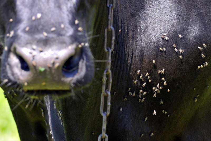 prevenir-insectos-y-parásitos