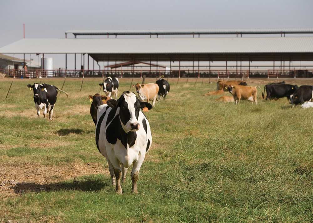 Vacas en una instalación ganadera
