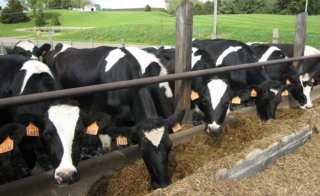 Fungicidas para proteger tu granja de hongos