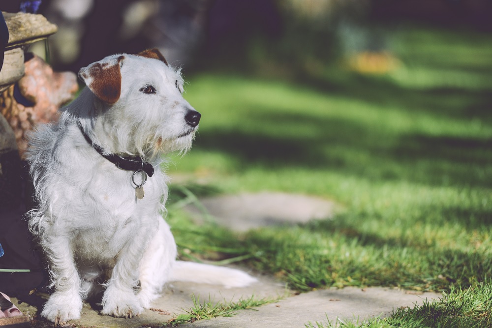 perro en un parque