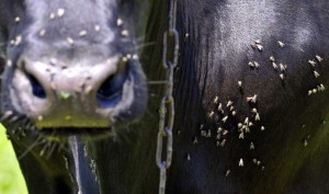 plaguicidas para prevenir plagas