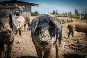 Cómo eliminar el piojo del cerdo