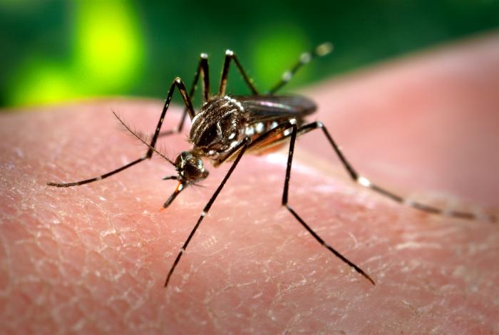 Mosquito Zika