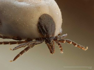 Imagen de garrapata | Cómo afectan las garrapatas en la ganadería | Zotal