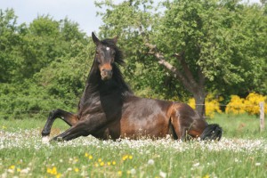 Cuidados caballos en meses de calor