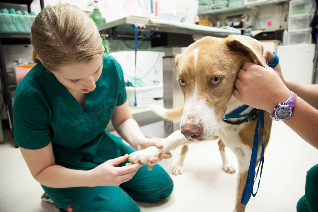 Clínica veterinaria