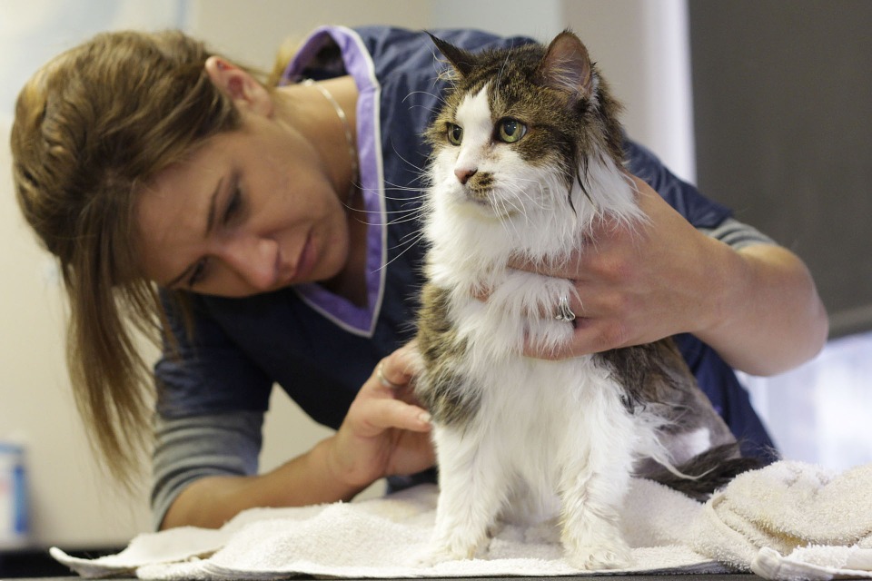 CÓMO BAÑAR A UN GATO CON CHAMPÚ PARASITAL