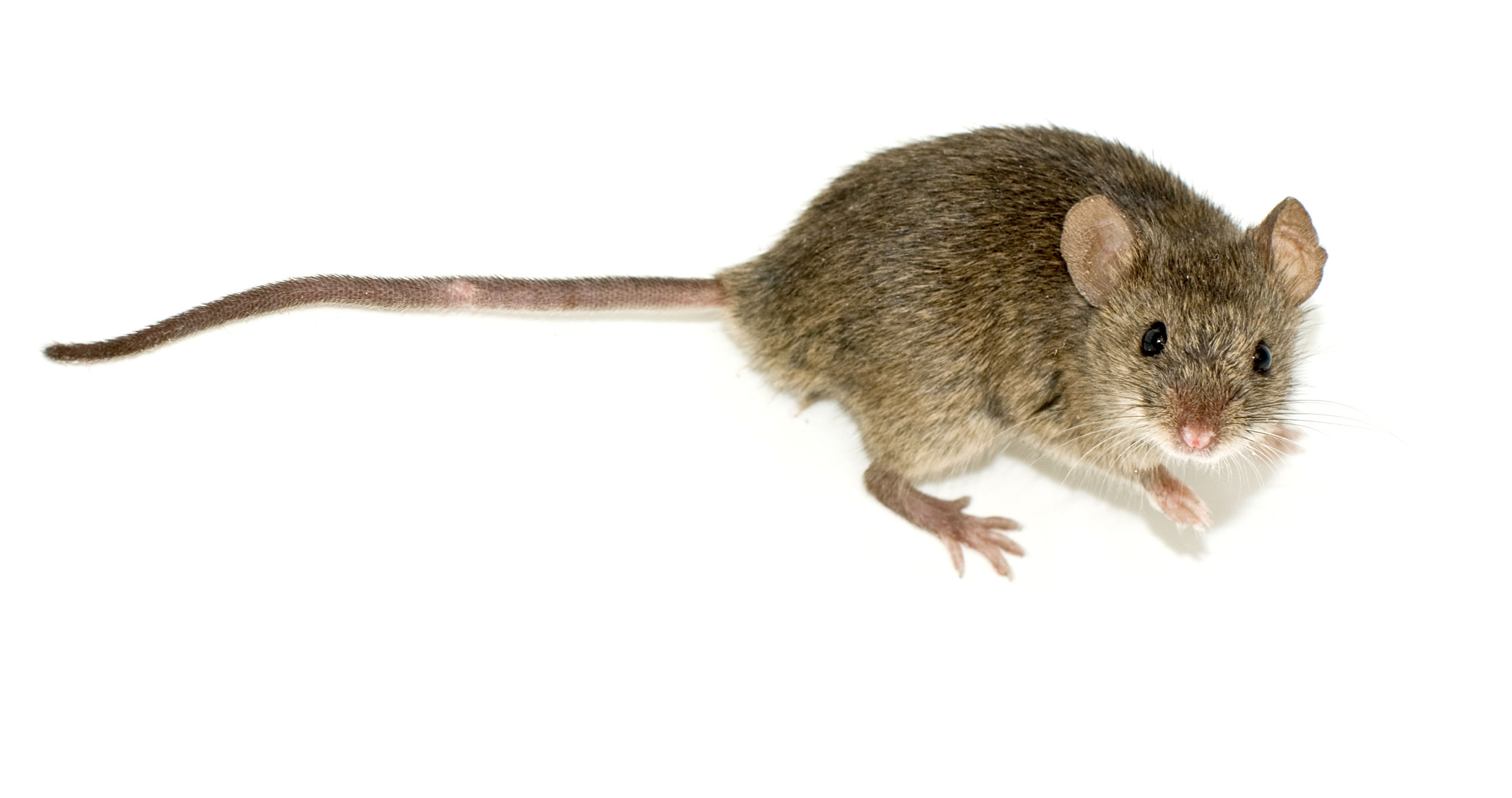 Los métodos más eficaces para eliminar roedores