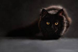 Los mejores tratamientos para que tu gato no tenga parásitos