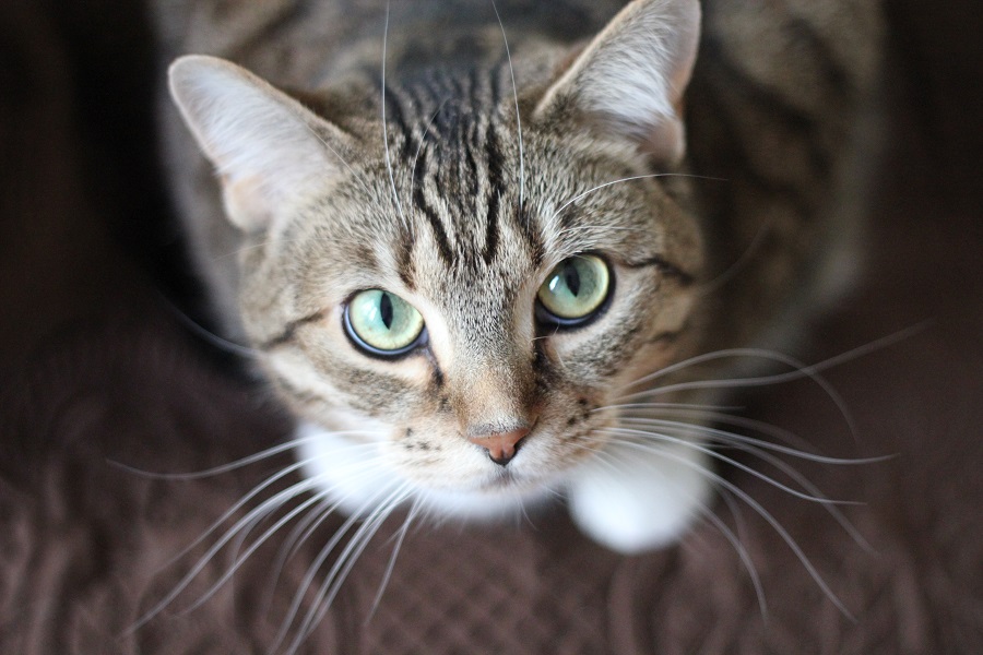 Los mejores tratamientos para que tu gato no tenga parásitos
