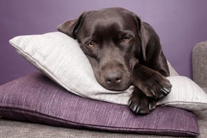 imagen destacada del artículo sobre la pipeta antiparasitaria para tu perro