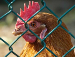 Zotal colabora en las Jornadas técnicas de Bioseguridad en reproductoras avícolas